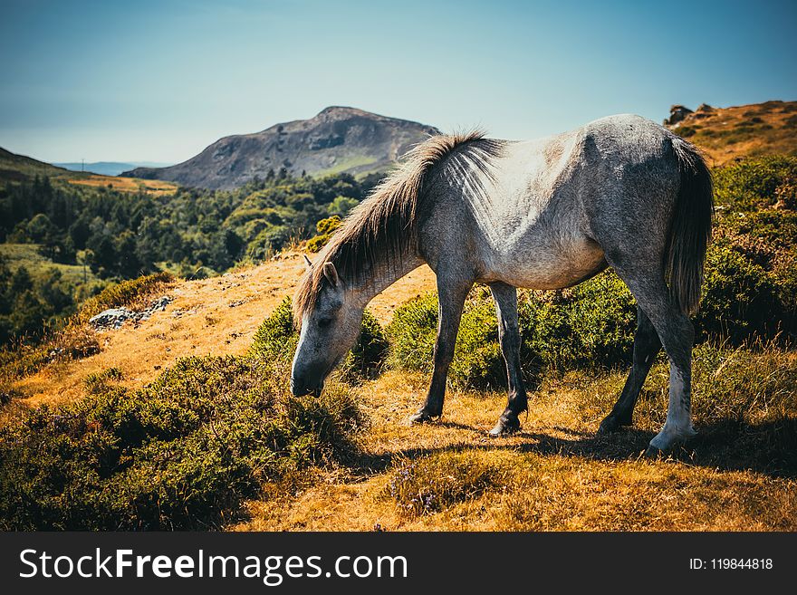 Photo of White and Gray Horse Grazing