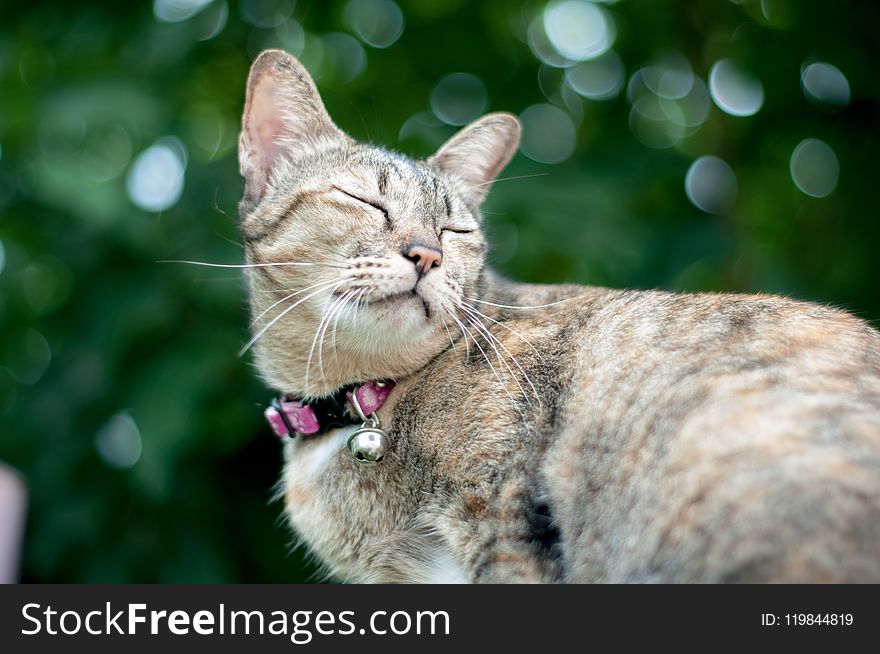 Bokeh Photography of Brown Tabby Cat