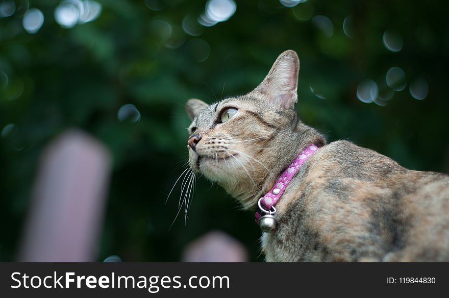 Shallow Focus Photo of Brown Tabby Cat