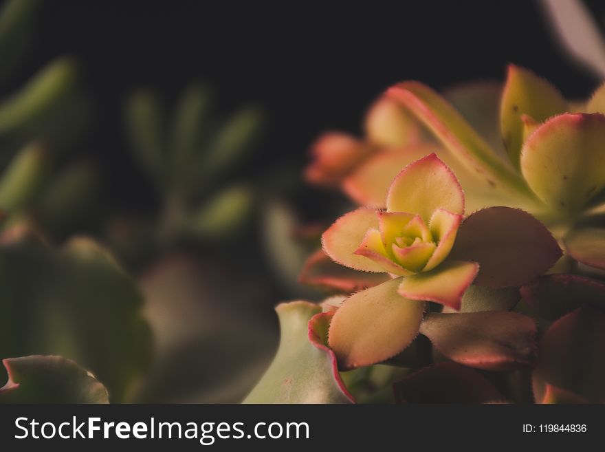 Focus Photography Of Green Petaled Flowers