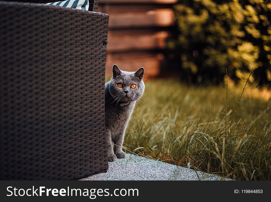 Short-fur Gray Cat Behind Chair
