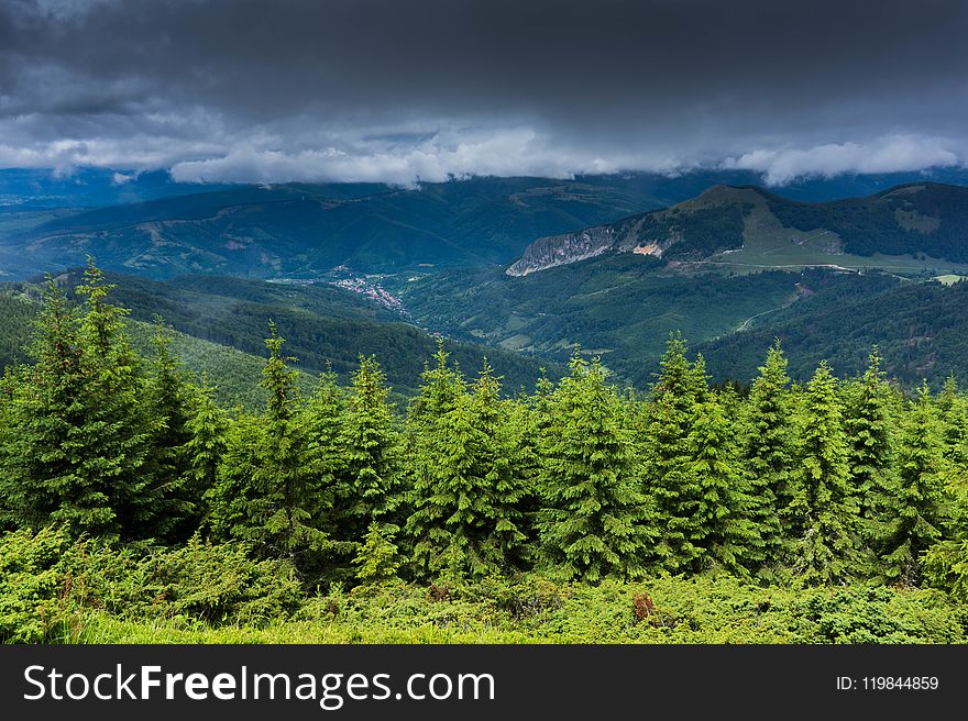 Trees Near Mountains