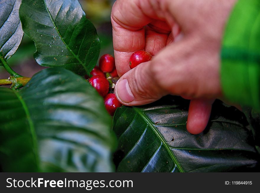 Person Picking coffee beans