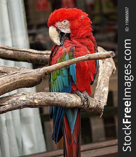 Macaw, Bird, Parrot, Vertebrate