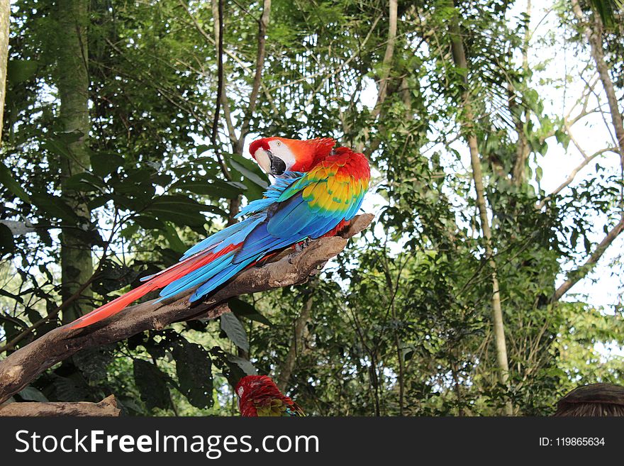 Macaw, Bird, Parrot, Vertebrate