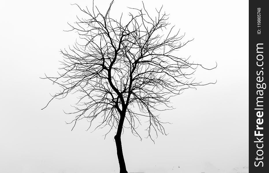 Tree, Black And White, Branch, Monochrome Photography