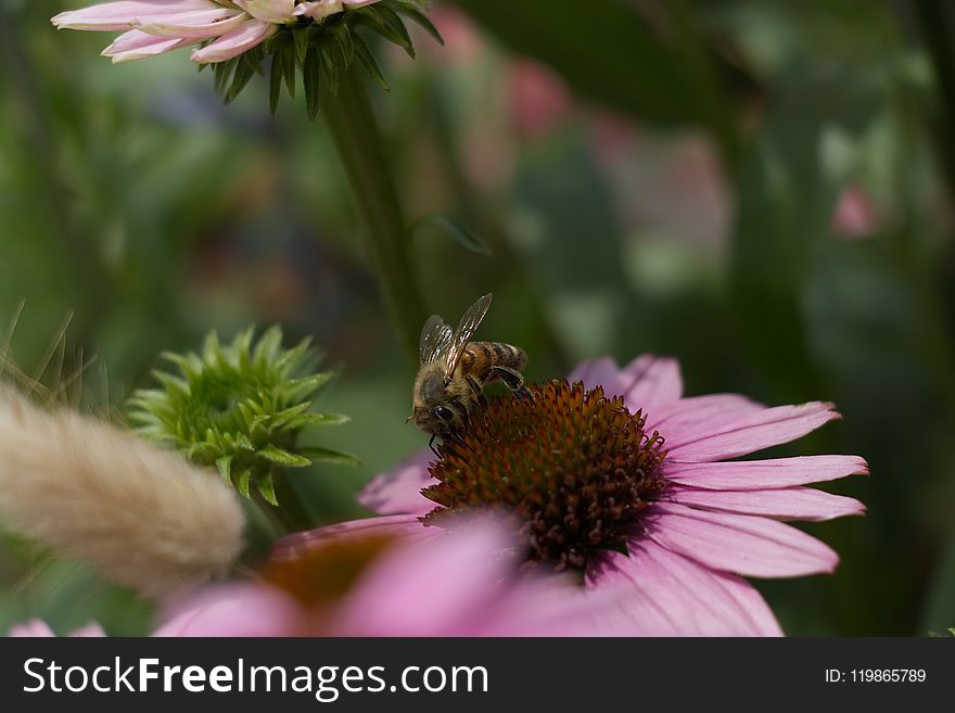Bee, Nectar, Honey Bee, Flower