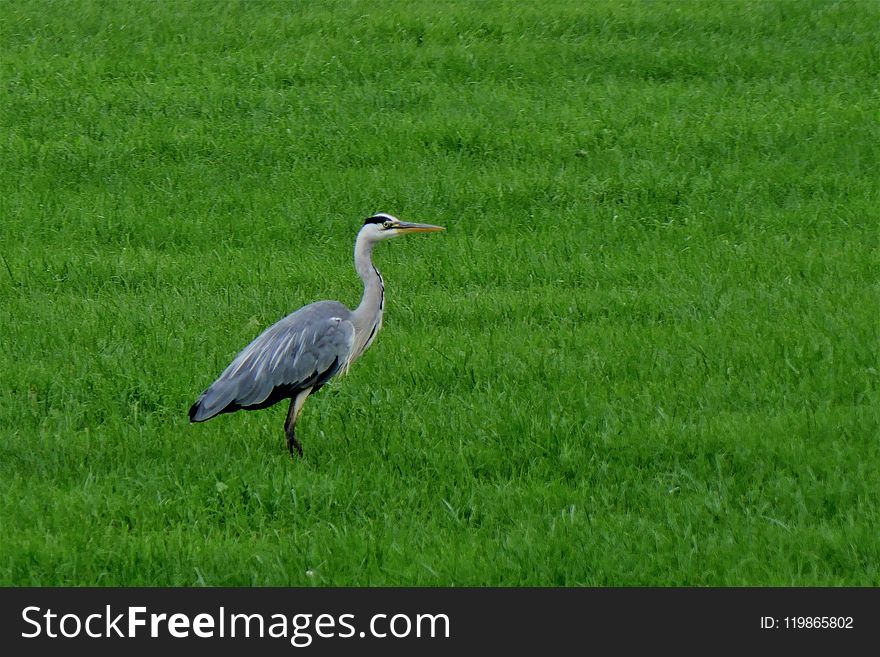 Bird, Ecosystem, Grassland, Nature Reserve