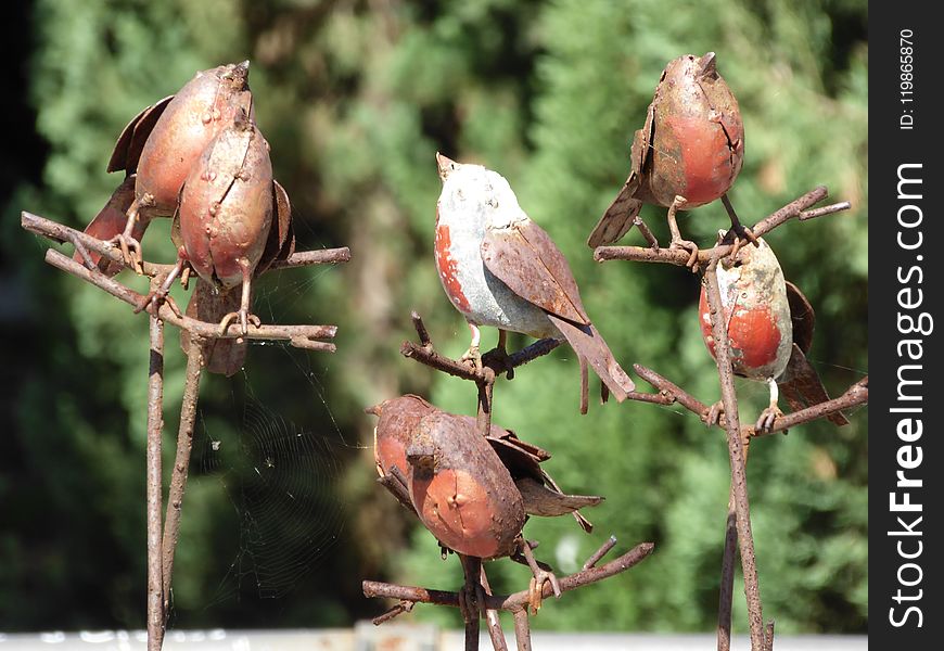 Bird, Fauna, Beak, Sparrow