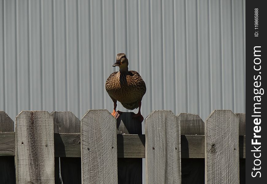 Fauna, Bird, Water Bird, Beak