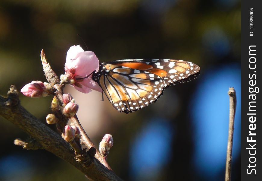 Butterfly, Insect, Moths And Butterflies, Brush Footed Butterfly