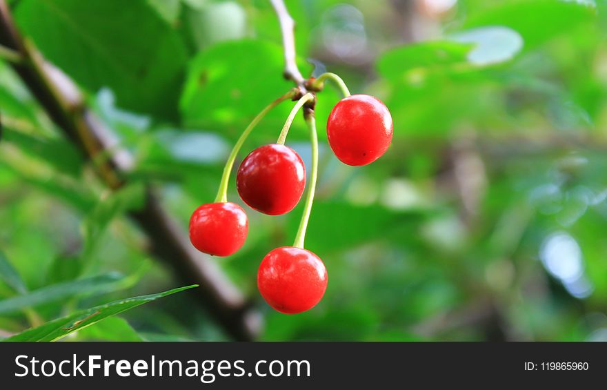 Cherry, Fruit, Natural Foods, Berry