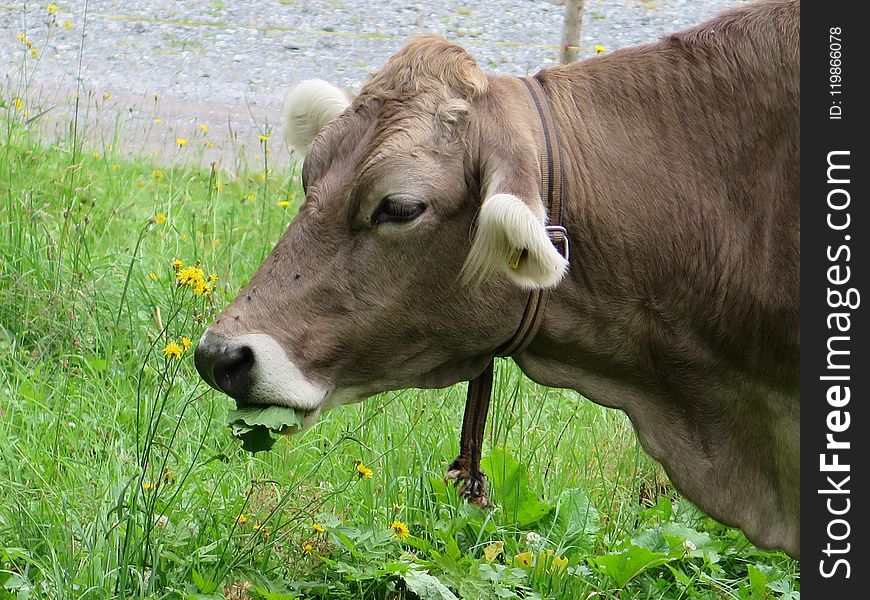 Cattle Like Mammal, Grazing, Pasture, Fauna