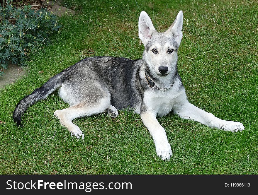 Dog Like Mammal, Tamaskan Dog, Dog, Saarloos Wolfdog