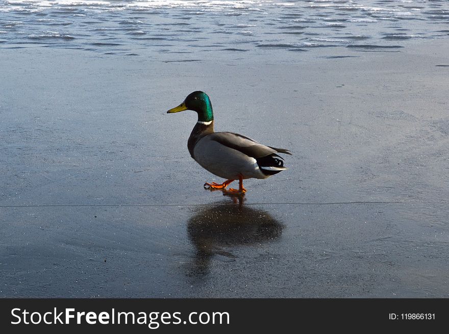 Duck, Mallard, Bird, Water Bird