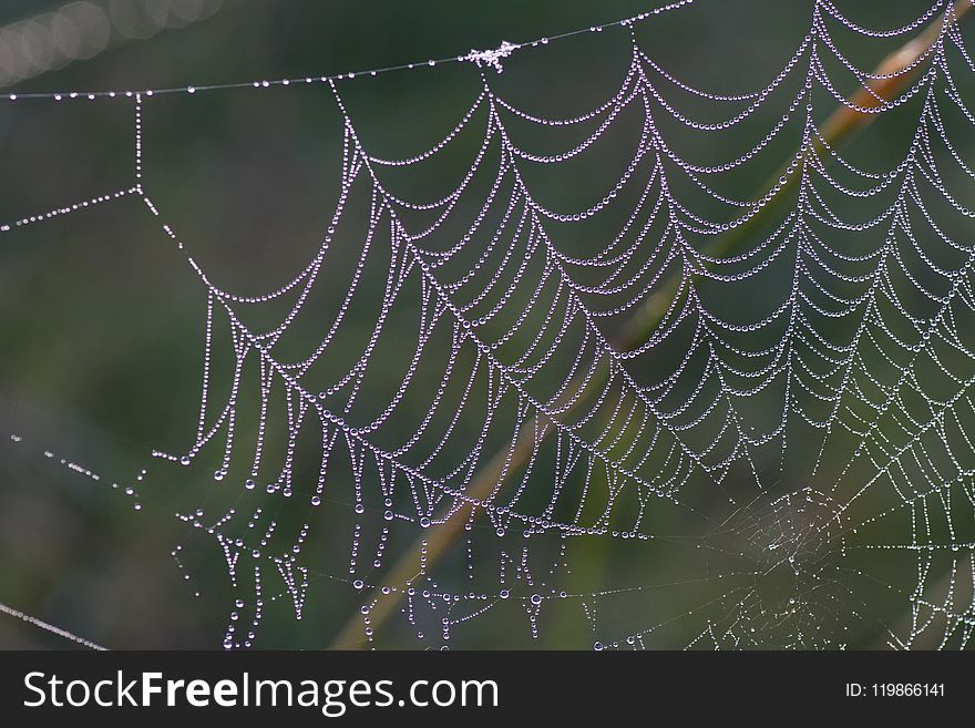 Spider Web, Water, Moisture, Leaf