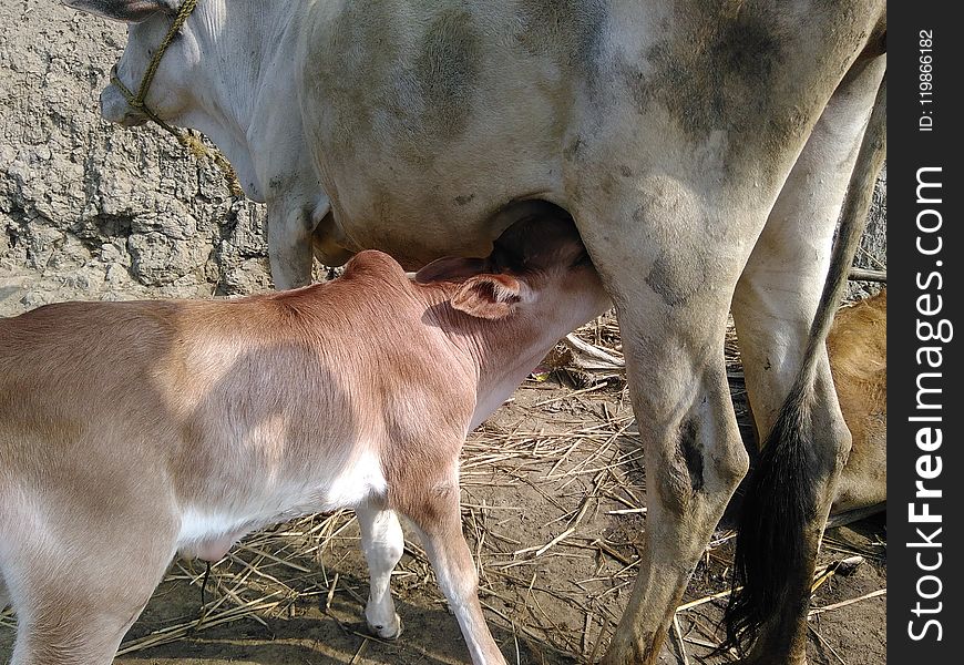 Cattle Like Mammal, Fauna, Calf, Dairy Cow