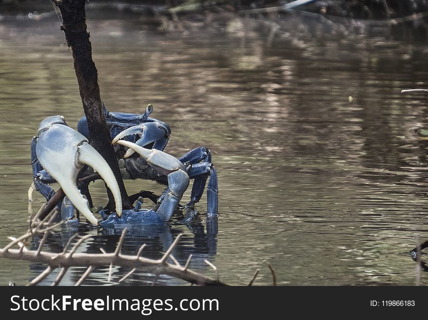 Water, Tree, Water Bird, Bird