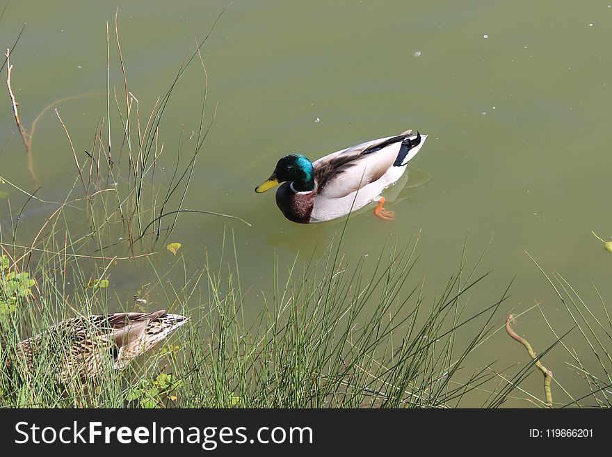 Bird, Duck, Ecosystem, Fauna