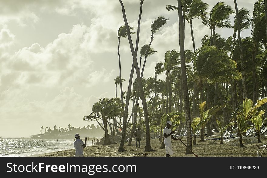 Arecales, Palm Tree, Tree, Water