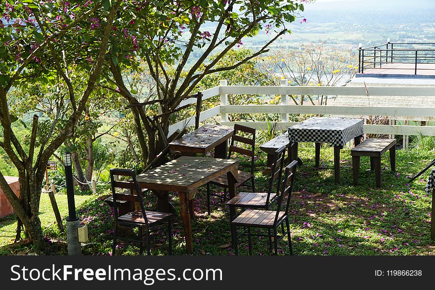 Tree, Plant, Table, Outdoor Structure