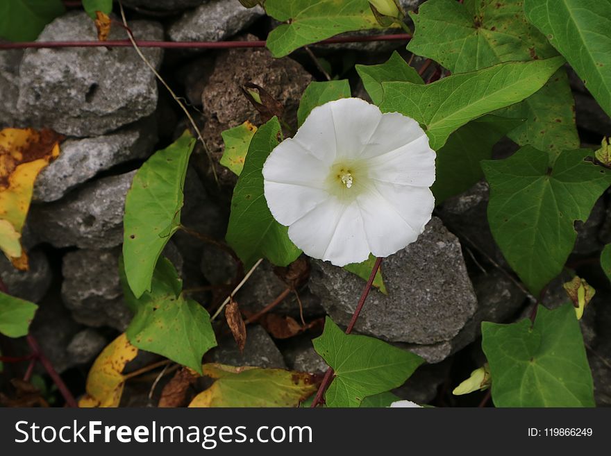 Plant, Flower, Wildflower, Flora