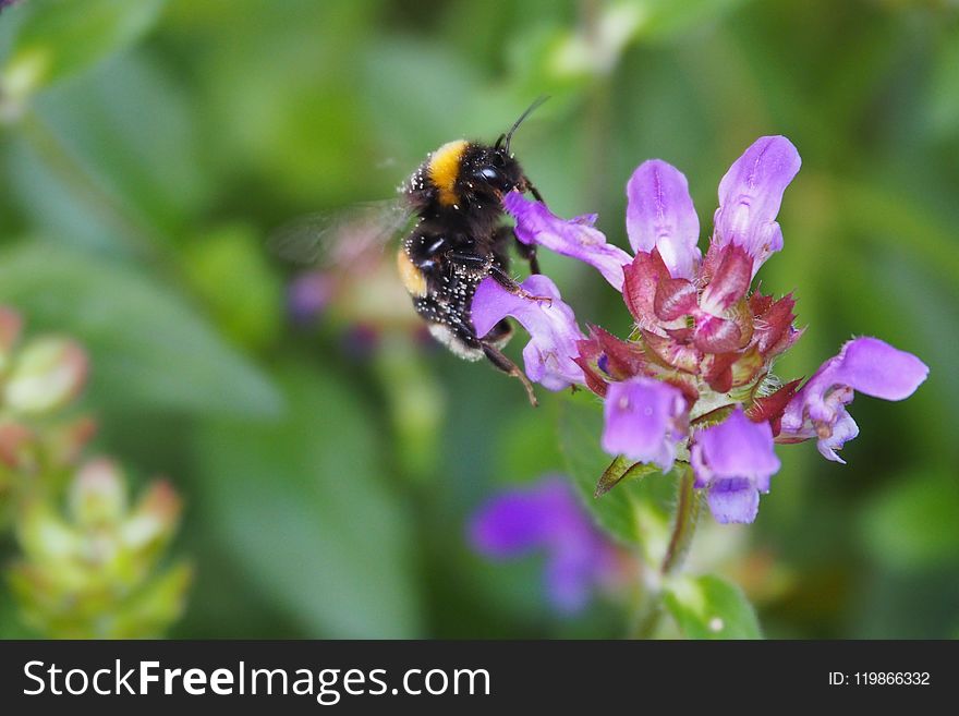 Bee, Honey Bee, Nectar, Bumblebee