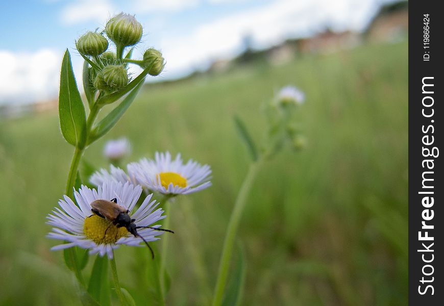 Flower, Flora, Meadow, Wildflower