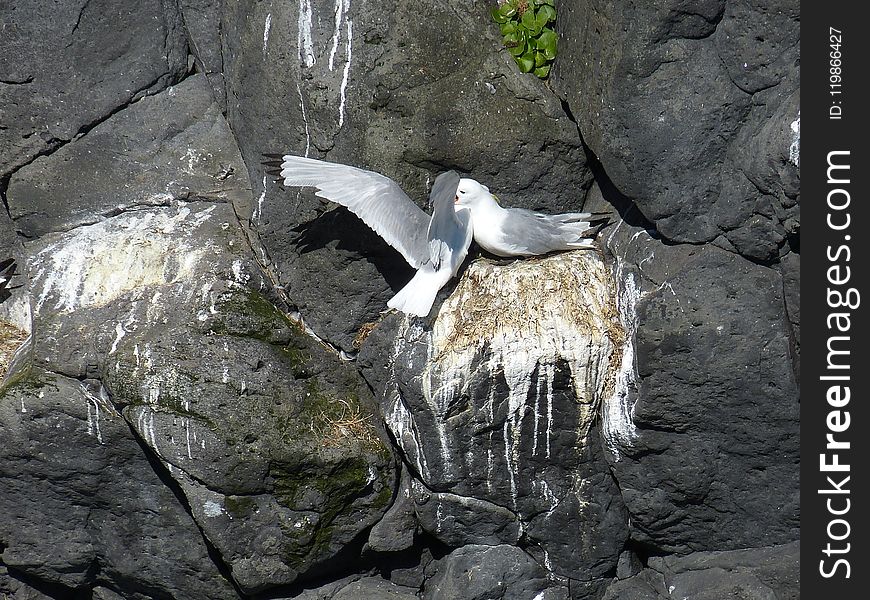 Rock, Formation, Geology, Bedrock