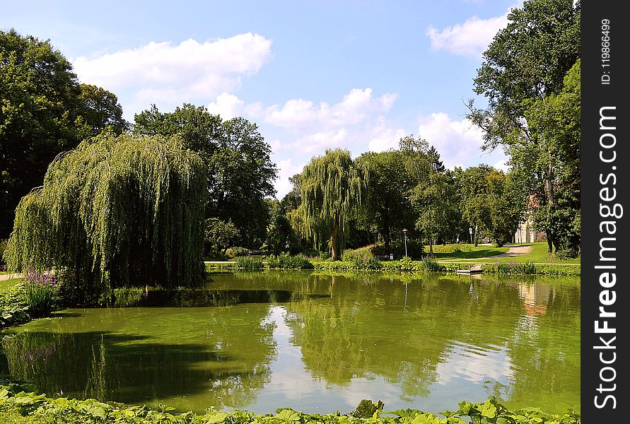 Reflection, Nature, Vegetation, Water