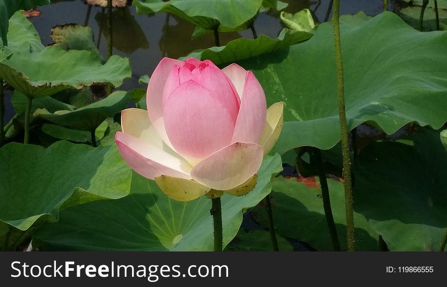 Flower, Plant, Lotus, Sacred Lotus