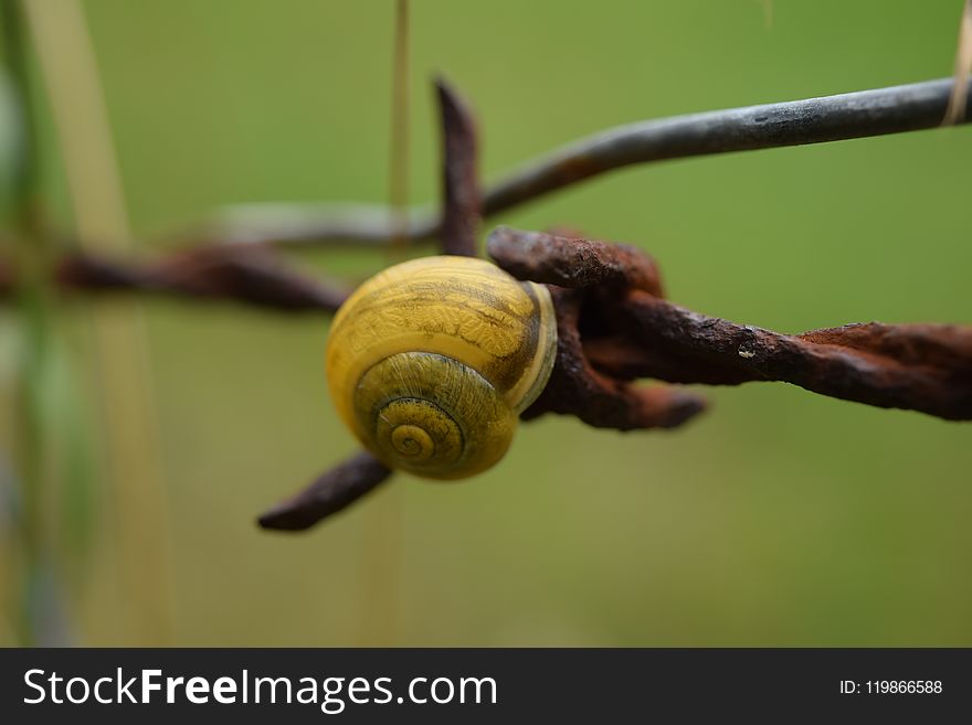 Snails And Slugs, Snail, Macro Photography, Close Up