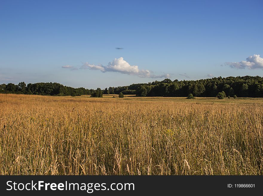 Sky, Field, Cloud, Grassland