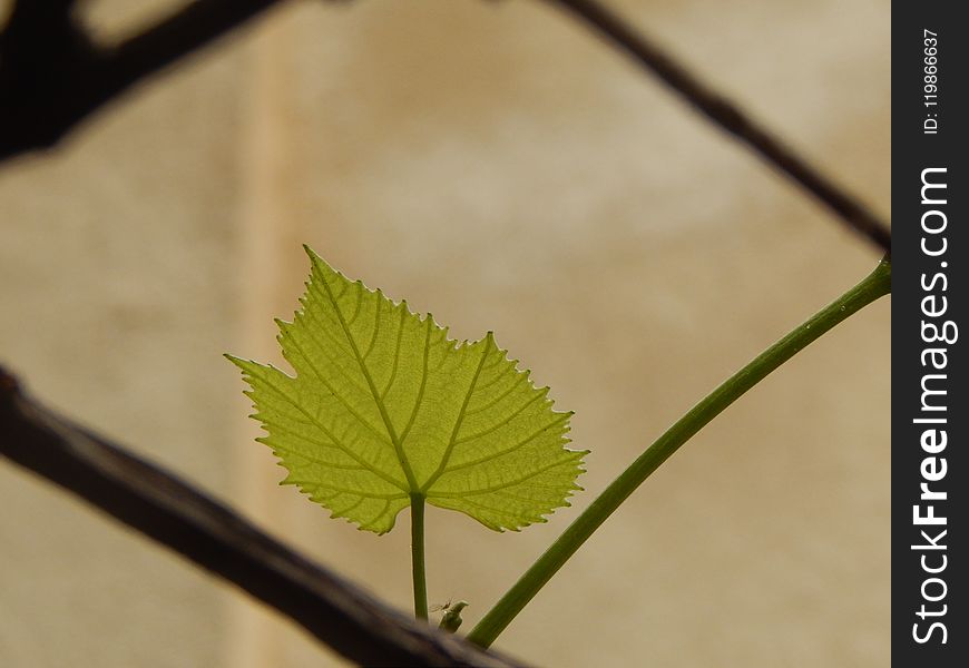 Leaf, Plant, Plant Stem