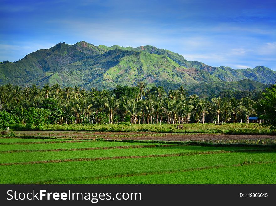 Vegetation, Nature, Highland, Grassland