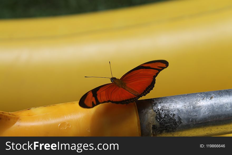 Insect, Yellow, Moths And Butterflies, Invertebrate