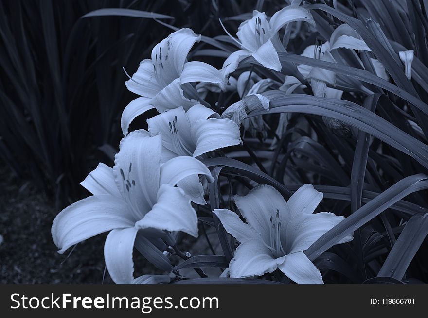 Flower, White, Plant, Black And White