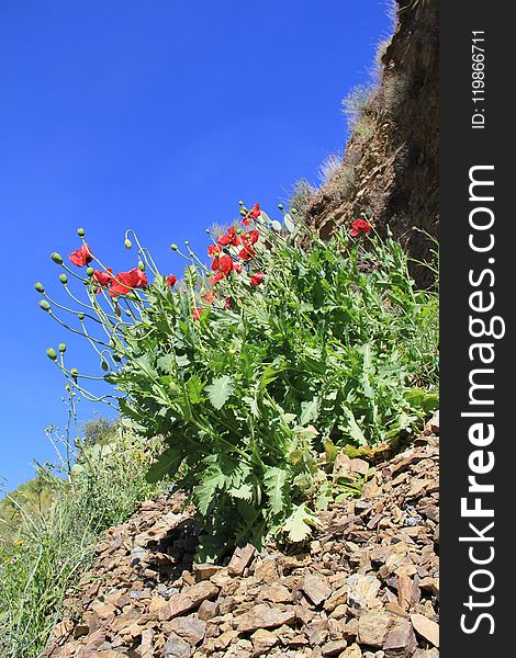 Plant, Flower, Flora, Vegetation