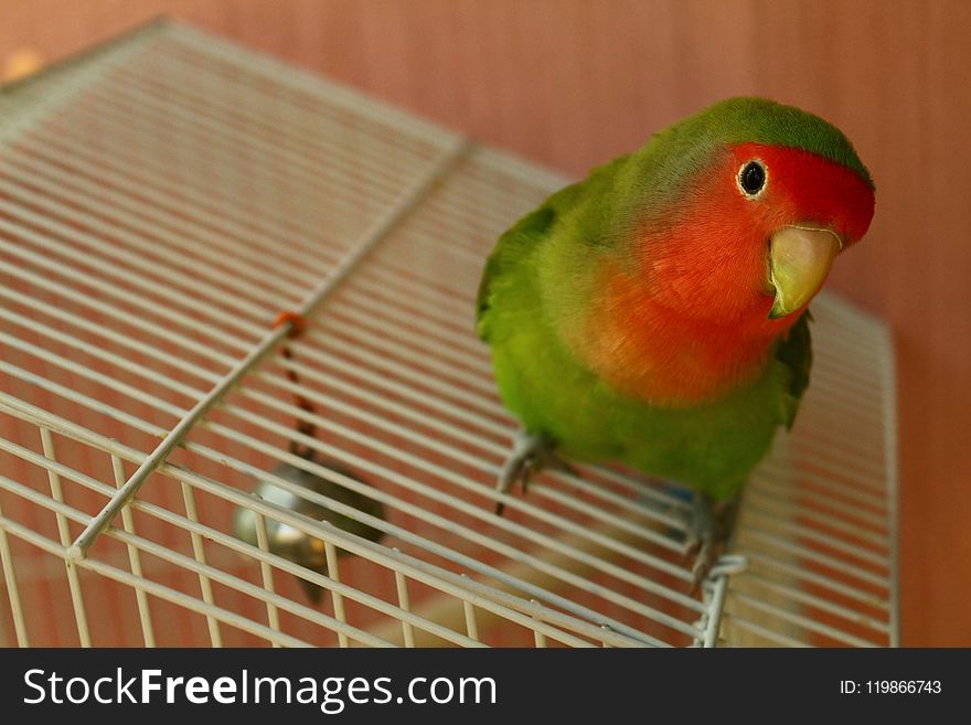 Bird, Parrot, Beak, Cage