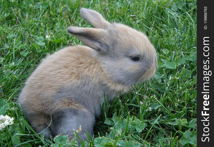 Mammal, Rabbit, Fauna, Domestic Rabbit