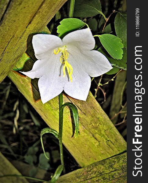 Flower, Flora, White, Plant