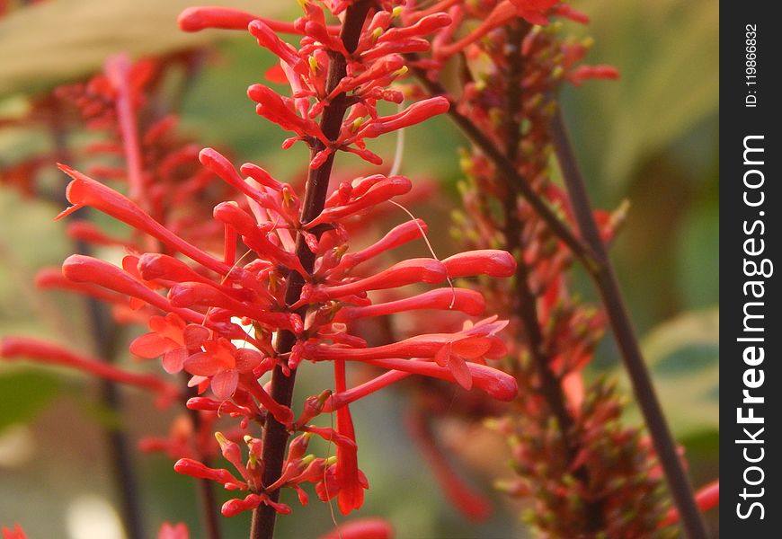 Plant, Flora, Grevillea, Castilleja