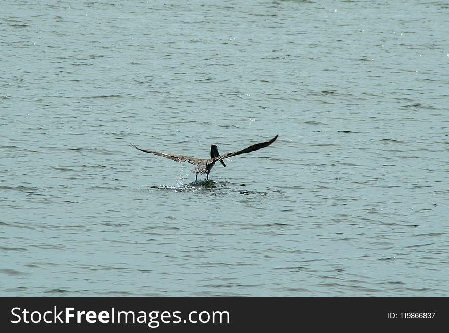 Bird, Water, Fauna, Seabird