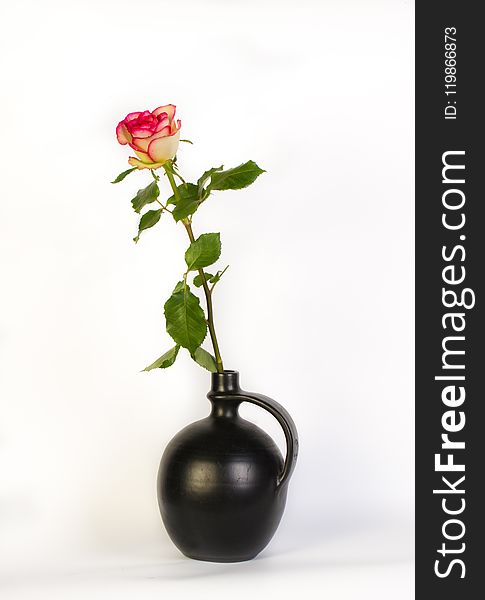Vase, Flower, Rose Family, Flowerpot