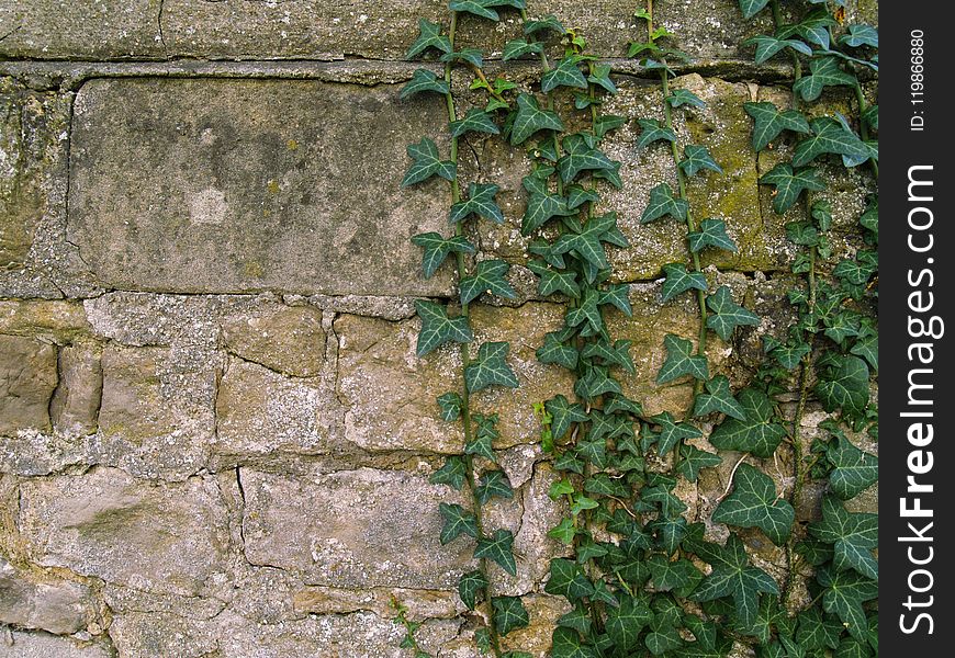 Wall, Vegetation, Stone Wall, Ivy