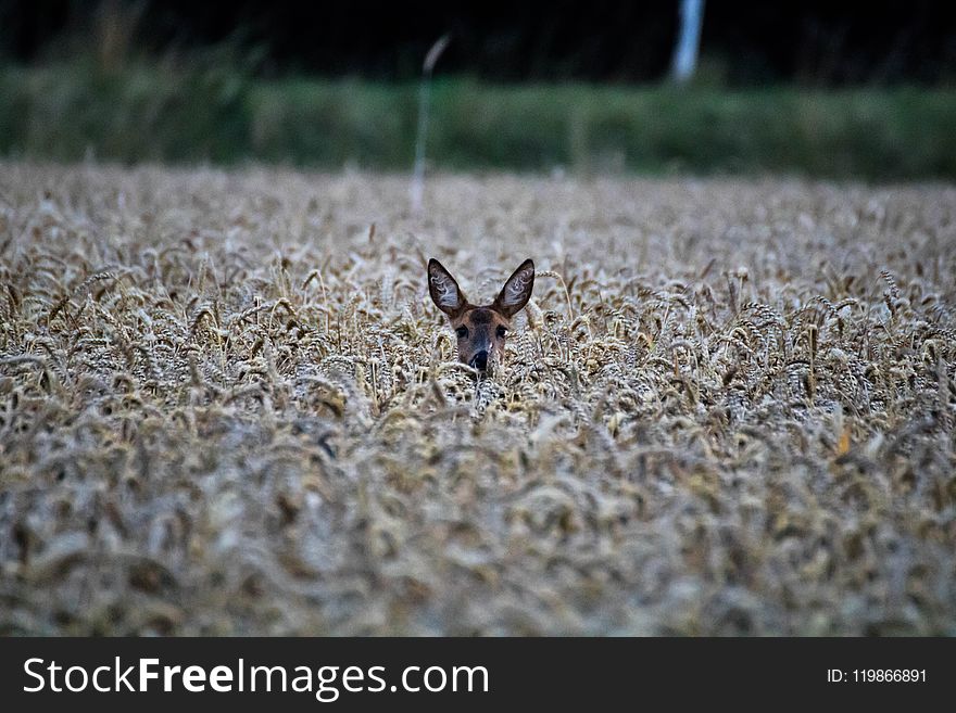 Wildlife, Fauna, Mammal, Grass