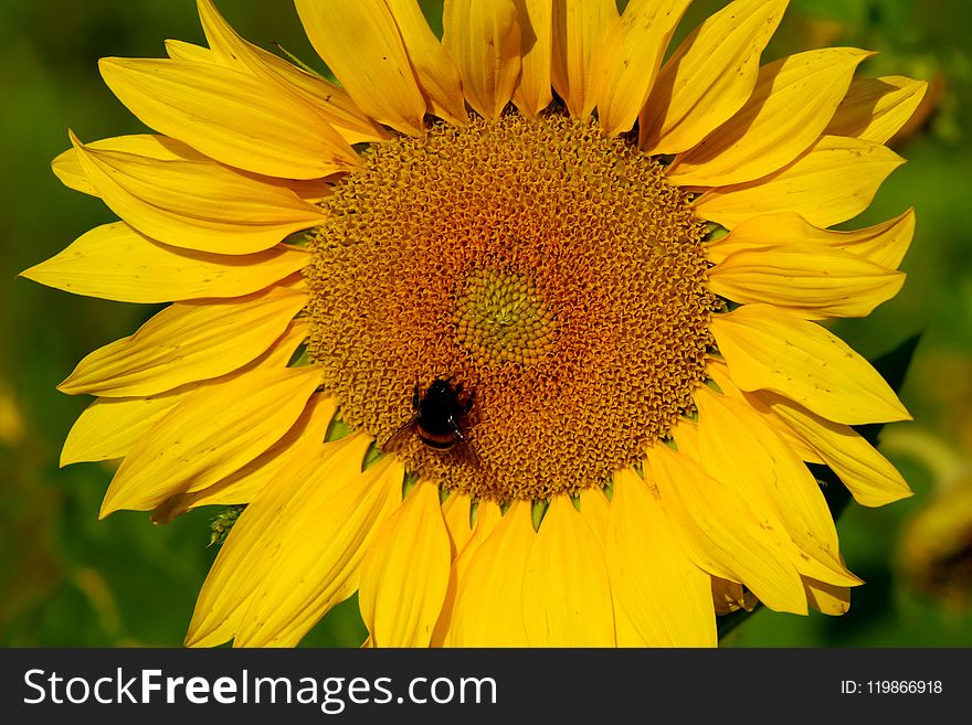 Flower, Sunflower, Yellow, Honey Bee