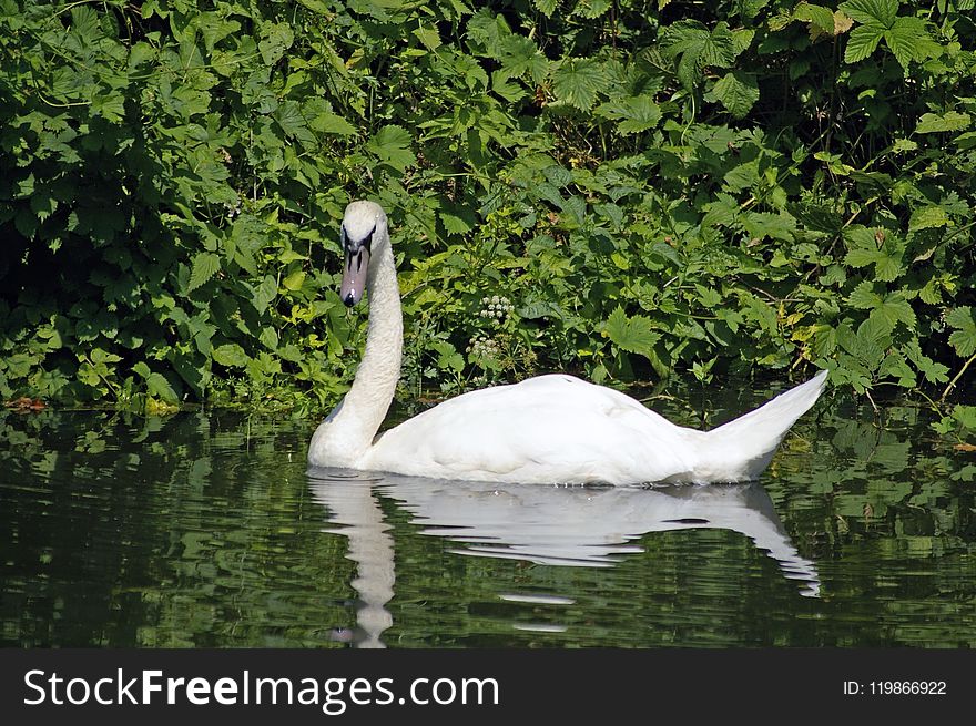 Bird, Ecosystem, Swan, Fauna