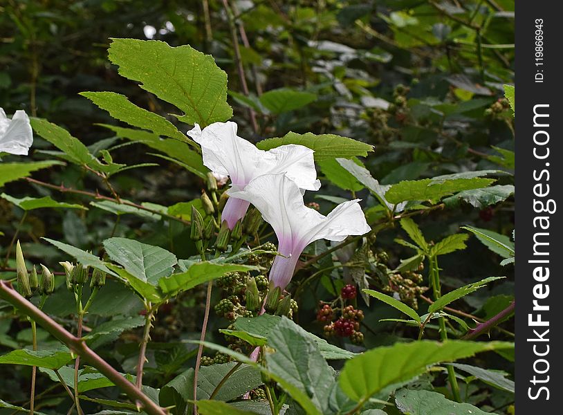 Plant, Flower, Flora, Datura