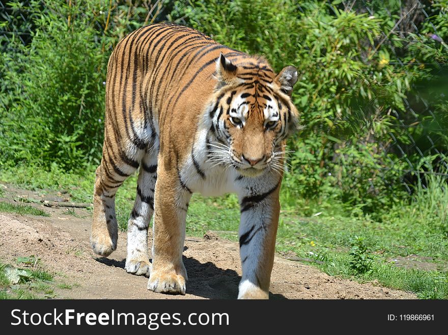 Tiger, Wildlife, Terrestrial Animal, Mammal